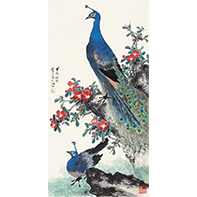 乔木 孔雀